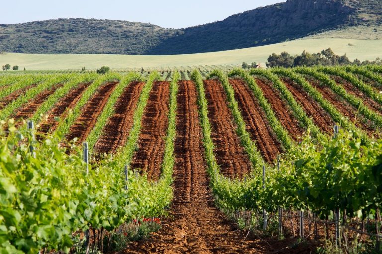 El sector vitivinícola aporta más de un 4,6% al PIB de Castilla-La Mancha