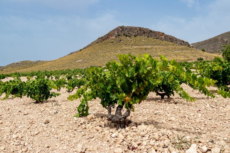 Monastrell, vinos de carácter mediterráneo en Castilla-La Mancha