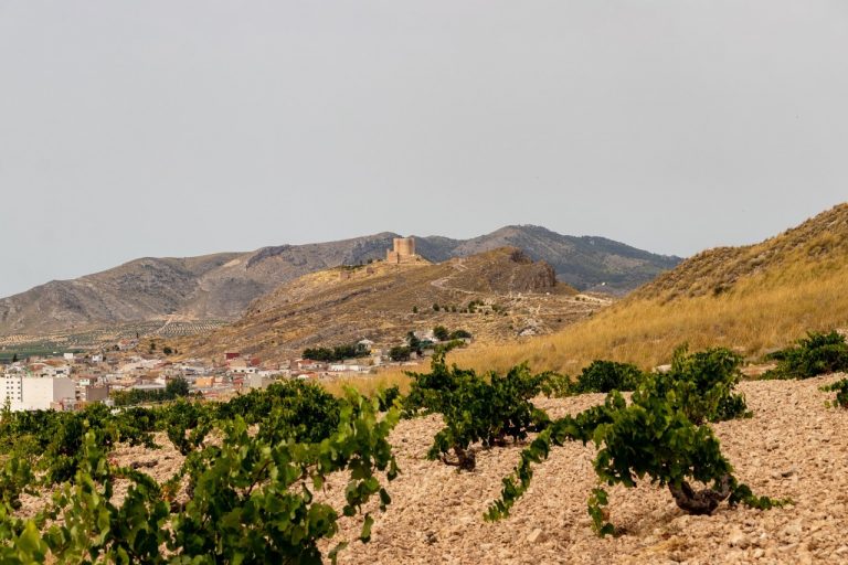 Castilla-La Mancha, Valencia y Murcia suman fuerzas para impulsar la uva monastrell