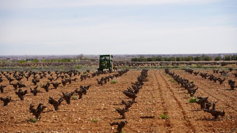 El viñedo, un factor clave para frenar la despoblación en La Mancha