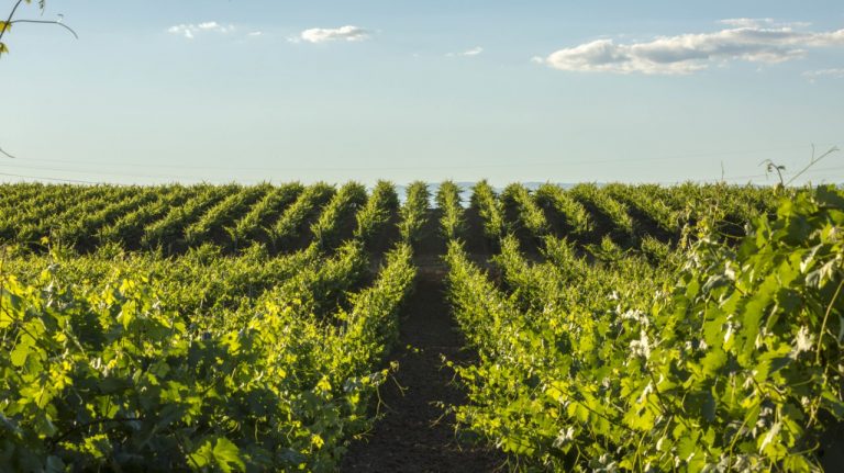 Los vinos de Finca Constancia triunfan en Mundus Vini
