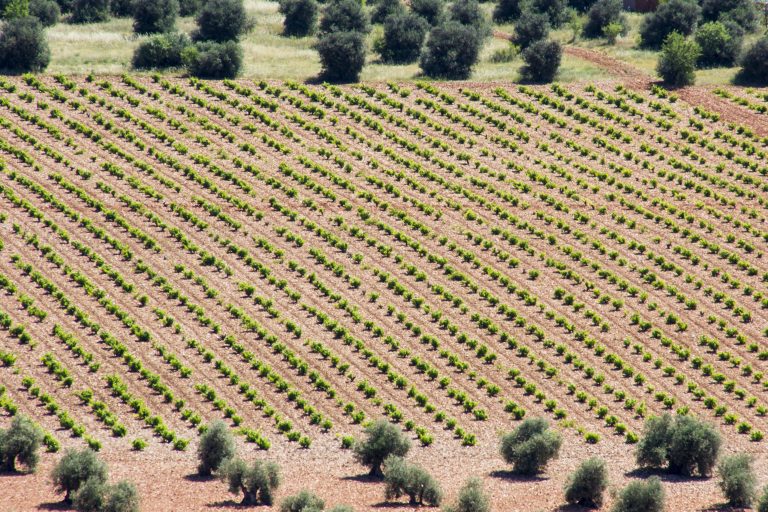 La Ley de la Viña y el Vino hará de Castilla-La Mancha la comunidad con más trazabilidad y creará el nuevo “Vino de Finca”