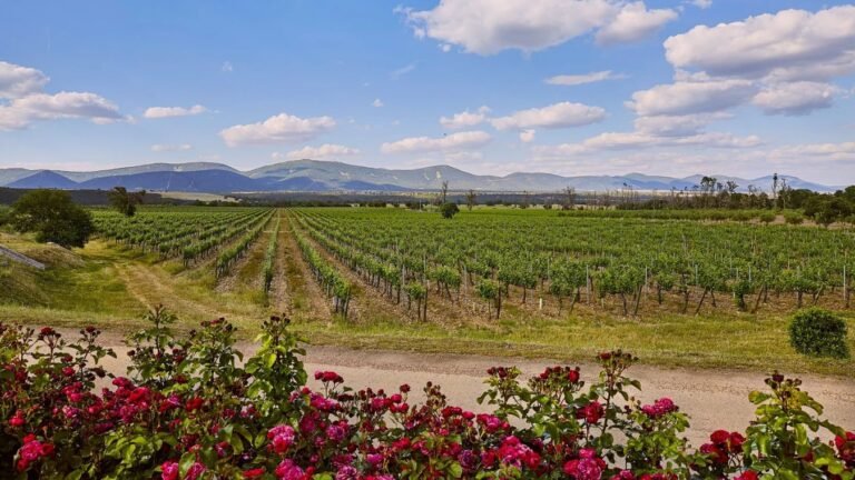 vinos de pago de Castilla-La Mancha