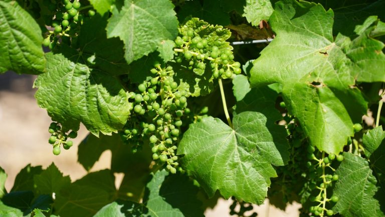 Las altas temperaturas adelantan la floración en los viñedos de la DO La Mancha