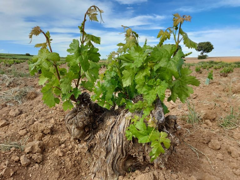 Castilla-La Mancha recupera una Ley de la Viña y el Vino cargada de novedades