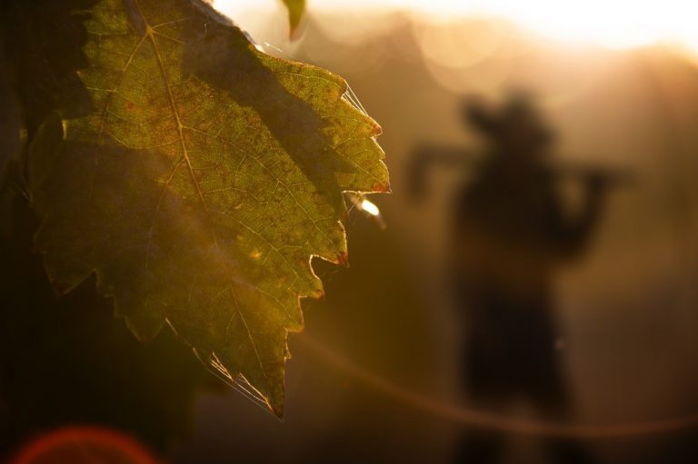 Castilla-La Mancha lidera la producción de viticultura ecológica en España