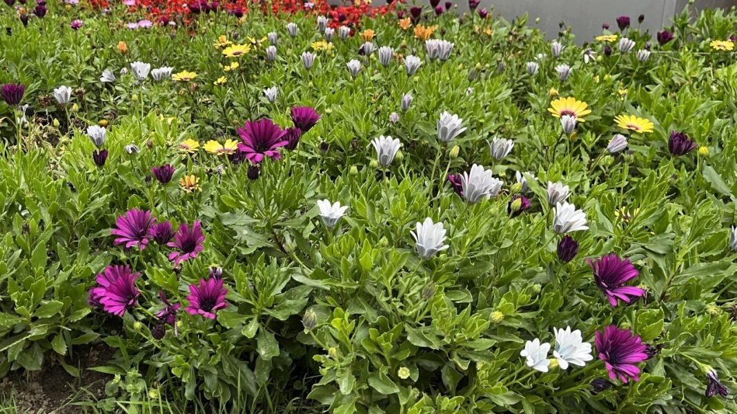 Flores comestibles: cuáles se comen y cómo usarlas en cocina