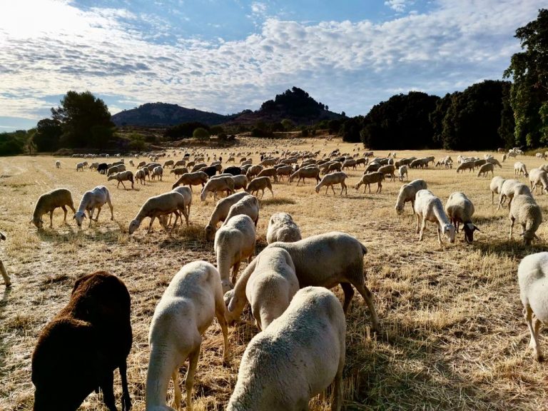 Los ganaderos castellano-manchegos aumentan el número de animales sacrificados por la falta de agua y pastos