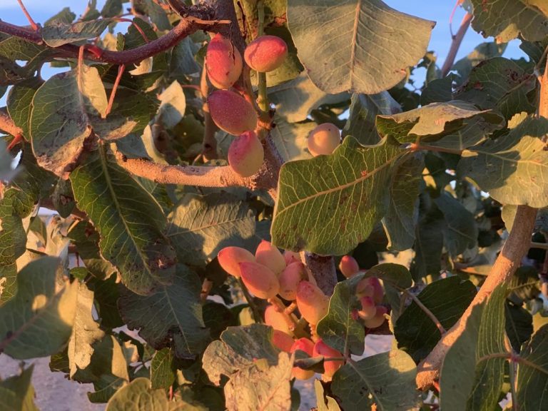 El Chaparrillo se convierte en centro de referencia en la investigación del cultivo del pistacho