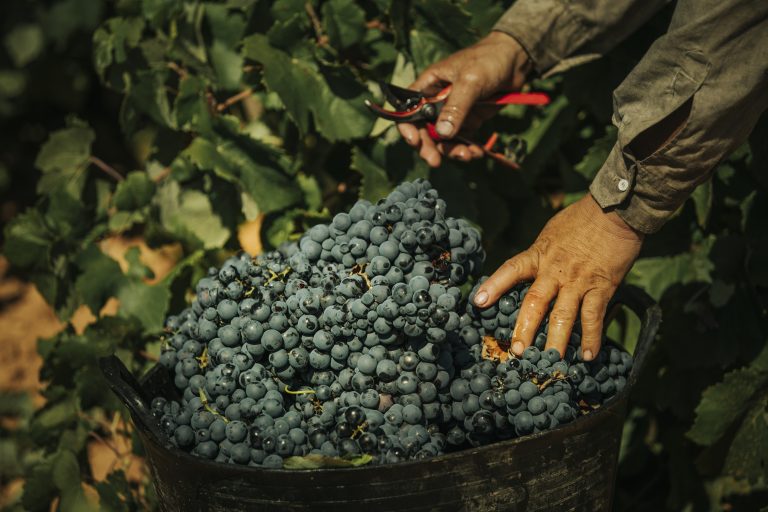 Asaja de Castilla-La Mancha prevé una vendimia más corta y una uva de gran calidad