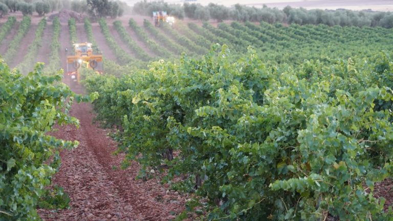 La DO La Mancha arranca la vendimia con gran calidad y menos uva