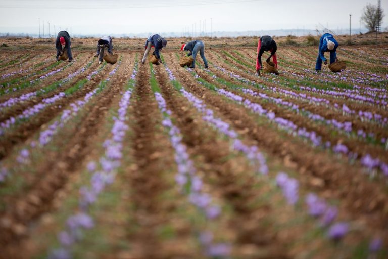La DOP Azafrán de La Mancha lanza un grito de socorro para salvar este cultivo
