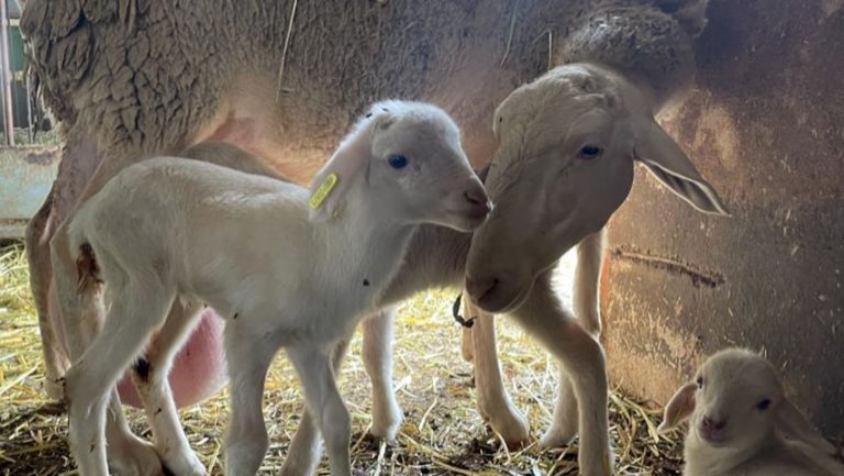 Investigadores de la UCLM obtienen los primeros corderos fecundados in vitro