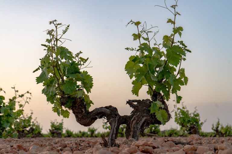 Las variedades autóctonas son valoradas cada vez más, según la nueva Guía de Vinos de Wine Up!