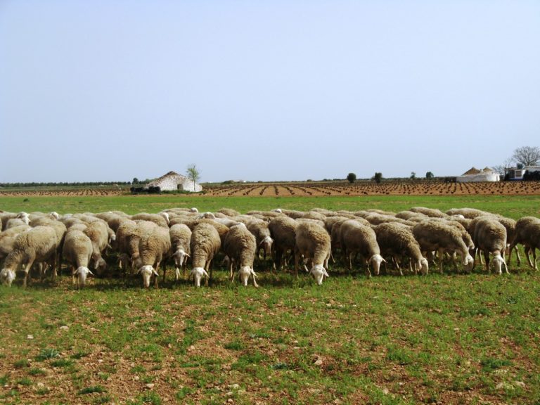 La UCLM participa en un proyecto europeo para aumentar la rentabilidad de las ganaderías ovinas