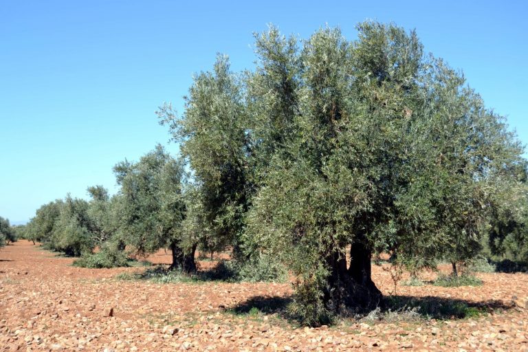El experto Juan Vilar da las claves de la situación actual de escasez del aceite de oliva