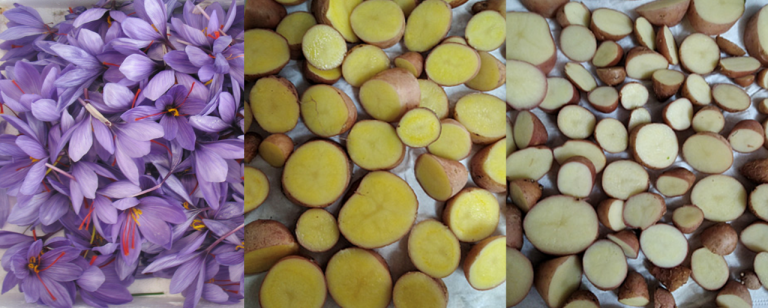 Una investigación en la que participa la UCLM crea una patata fortificada con azafrán