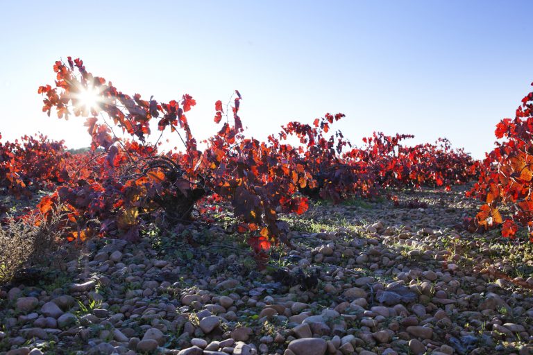 Los vinos más vendidos en Castilla-La Mancha durante el verano