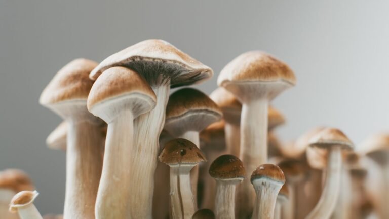 Castilla-La Mancha creará la figura de calidad de champiñones y setas «Hongos de La Manchuela»