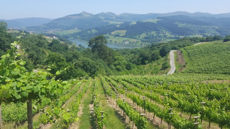 Pago Casa del Blanco-Costa de Cantabria, viticultura heroica entre valles y palacios