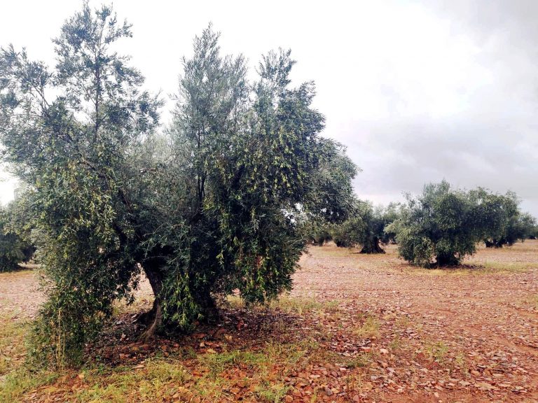 La seguridad privada reforzará la vigilancia de los olivos en Villarrubia de los Ojos durante la campaña