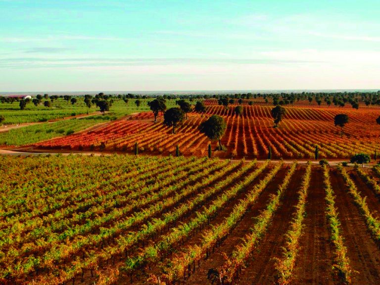 La OIVE presenta el estudio sobre la importancia social y económica del vino en España