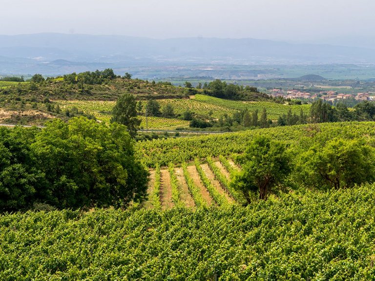Bodegas Verum elabora dos nuevos vinos en Rioja