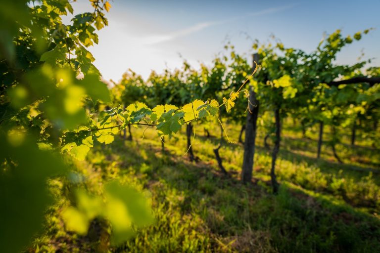 Castilla-La Mancha lidera la superficie de viñedo ecológico, que crece un 33% en España en 4 años