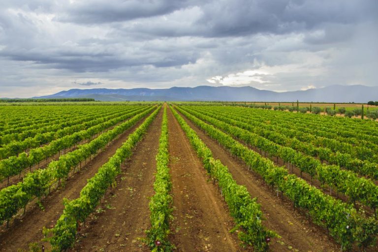 La DOP Rosalejo, nuevo Vino de Pago de Castilla-La Mancha