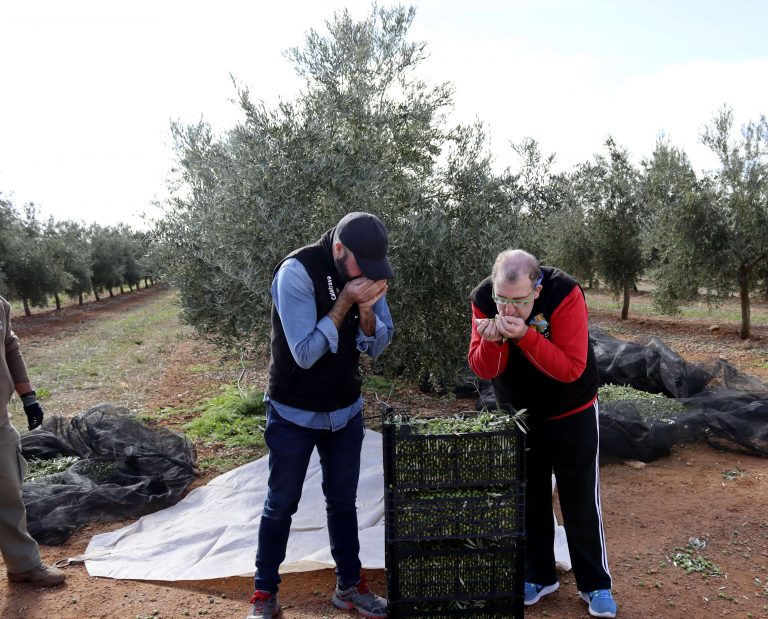 La producción definitiva de aceite de oliva en Castilla-La Mancha supera en un 62% la del año pasado