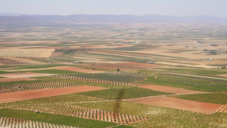 Desafíos y perspectivas: reflexiones sobre el futuro de la viticultura en Castilla-La Mancha