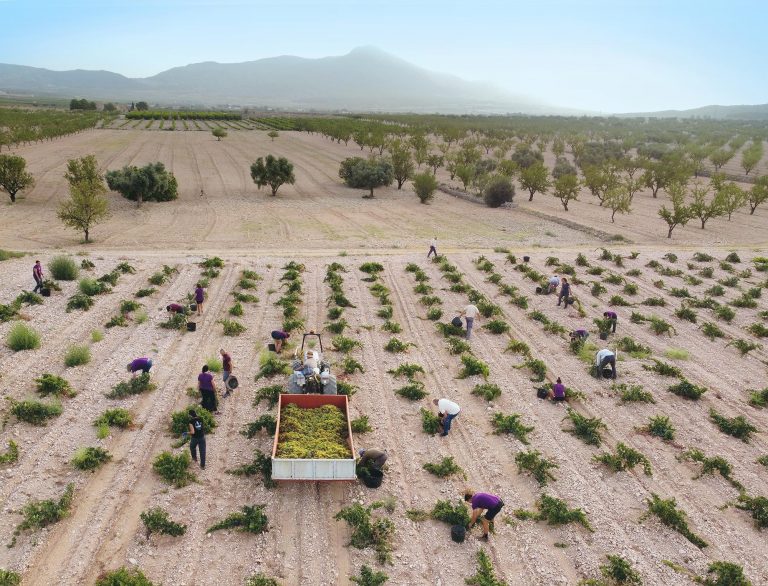 La DOP Jumilla inicia una de las vendimias más largas de Europa
