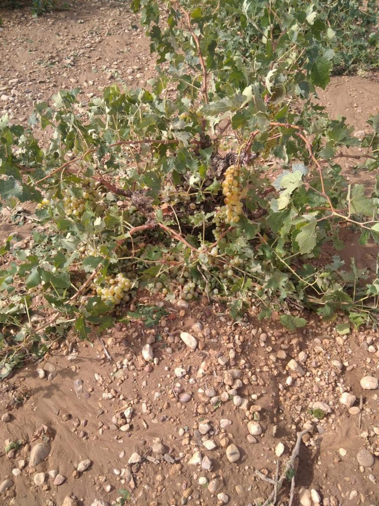 Las fuertes tormentas de granizo causan importantes daños en la provincia de Toledo