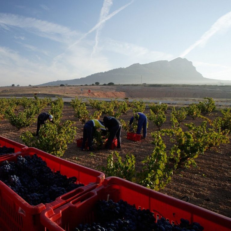 Cooperativas cifra en algo más de 23 millones de hl la producción de vino y mosto de la vendimia 2024