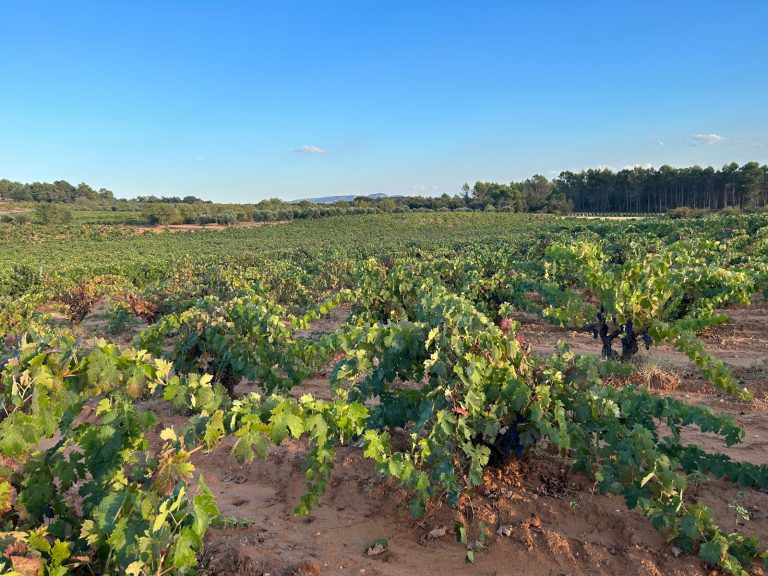 Viñedos y Bodegas Muñoz entrega a Andrea Mantu el premio de su tercer concurso de fotografía