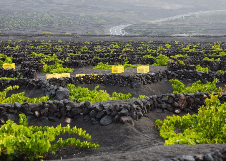 Bodegas El Grifo, Premio Turismo a la Excelencia Turística