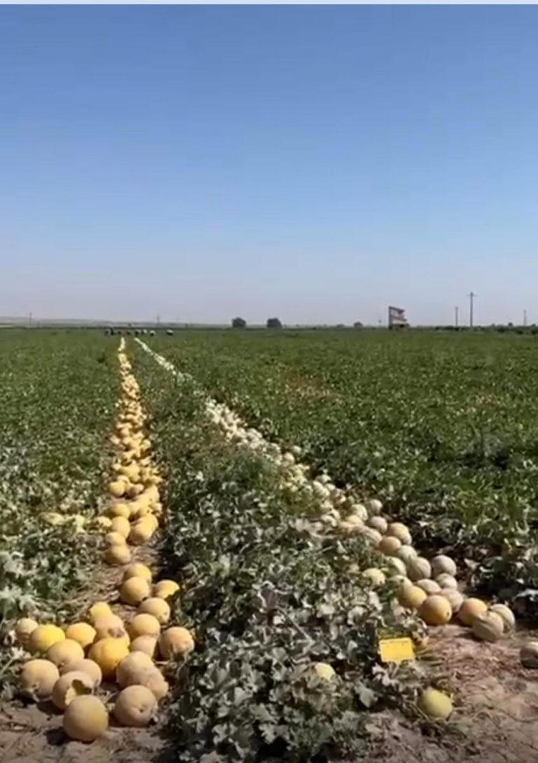Cooperativas Agro-alimentarias considera injustificada la bajada de precios del melón y sandía