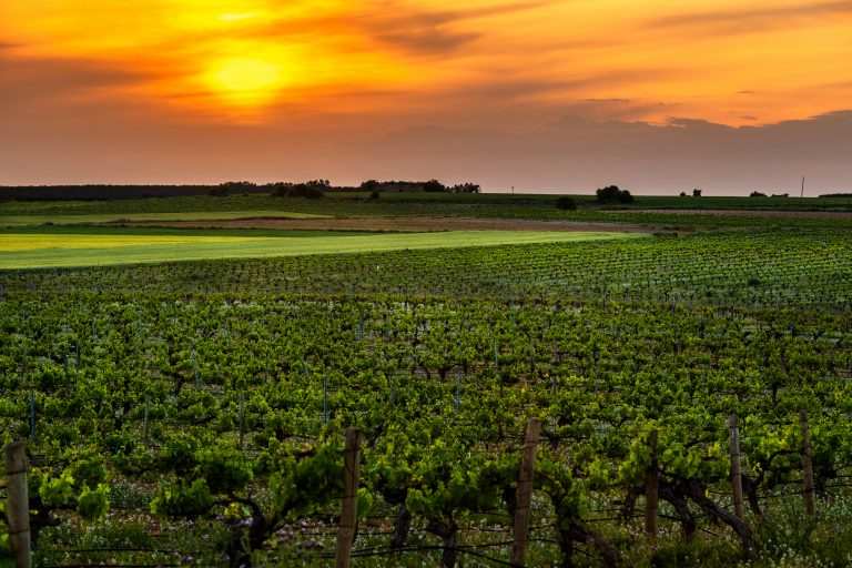 Dos de cada tres litros de vino y mosto de la presente cosecha se producirán en Castilla-La Mancha