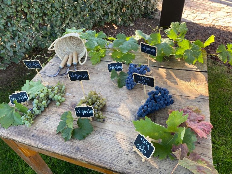 El Museo del Vino Pagos del Rey inicia la temporada de vendimia con visitas, talleres y música para toda la familia