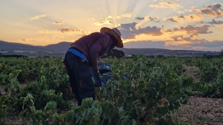 La excelente sanidad de la uva avanza unas perspectivas muy positivas para la añada 2025 de la DO Almansa