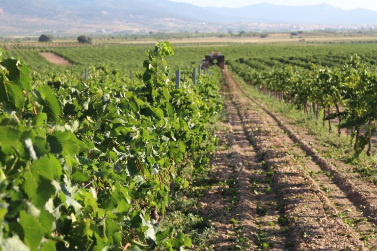 DO La Mancha cierra la vendimia con una cosecha un 20% inferior a la de la pasada campaña