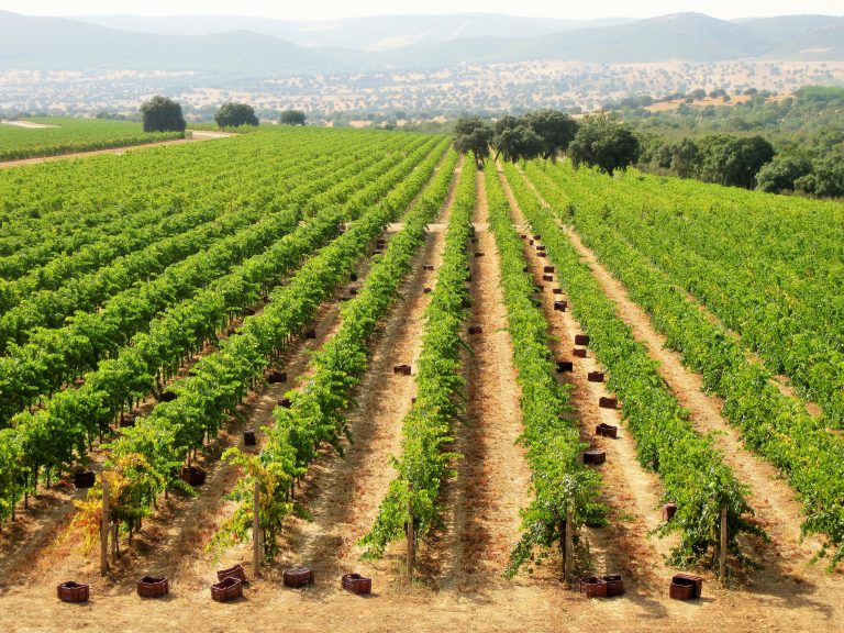 Pago de Vallegarcía conmemora en 2026 dos hitos que han marcado su historia