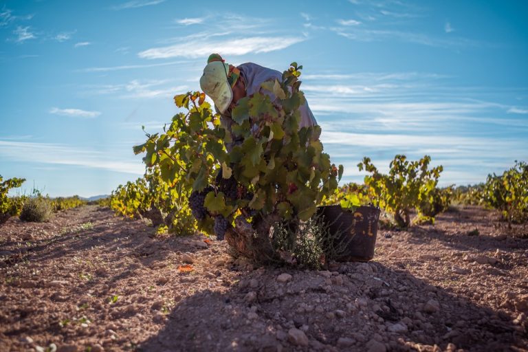 La DOP Jumilla recoge cerca de 49 millones de kilos de uva en la campaña de vendimia 2025