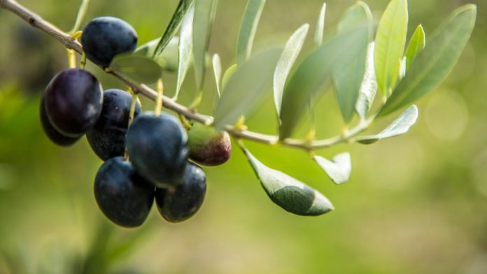 campaña aceituna 2025 2026 españa