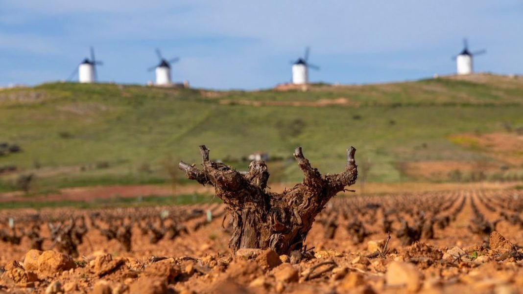 superficie viñedo do la mancha datos