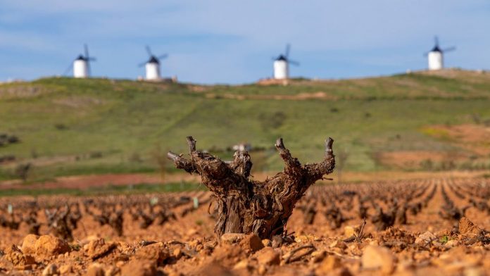 superficie viñedo do la mancha datos