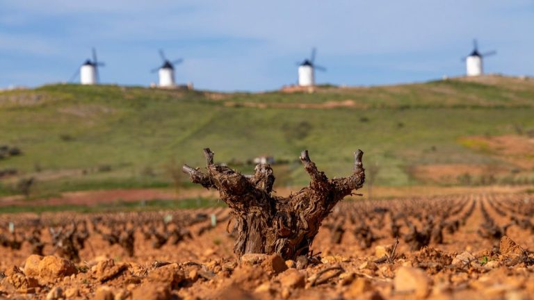 superficie viñedo do la mancha datos