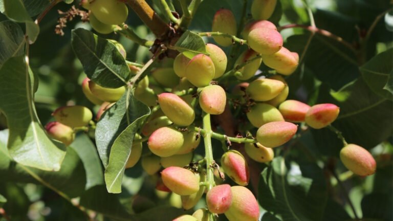 pistachos en el árbol cultivo pistacho Castilla-La Mancha