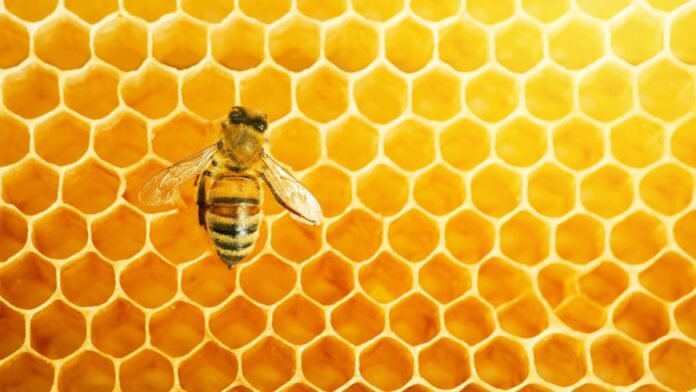 feria apícola pastrana