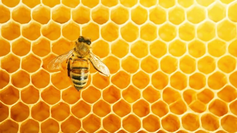 feria apícola pastrana